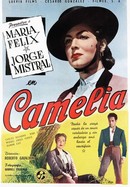Camelia poster image