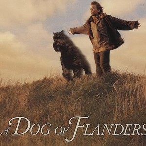 "A Dog of Flanders photo 9"