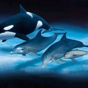Dolphins and Whales: Tribes of the Ocean photo 10