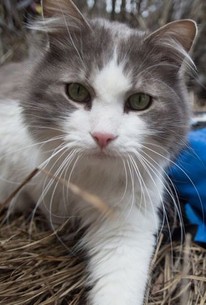 Doomsday Preppers Season 4 Episode 1 Rotten Tomatoes