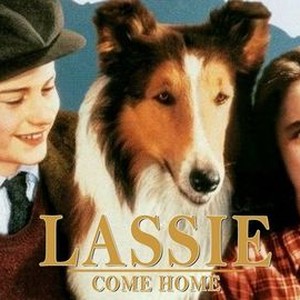 3 LASSIE Films LASSIE COME HOME SON of LASSIE Elizabeth Taylor