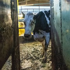 Cow photo 2