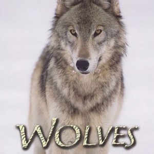 Wolves photo 12