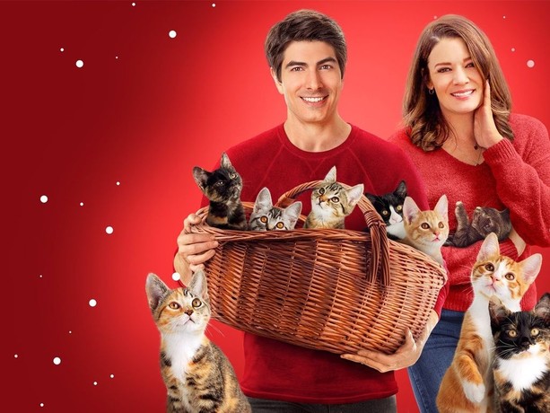 Kittens for christmas 2018 outlet