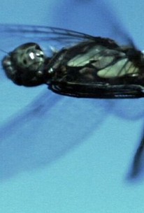 Life in the Undergrowth Season 1, Episode 2 Rotten Tomatoes