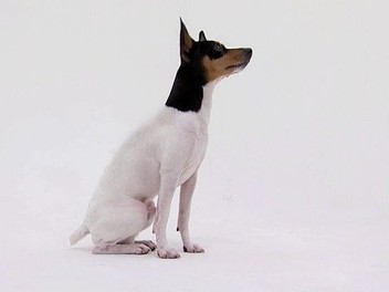 Toy fox terrier dogs 101 hot sale
