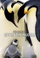 Penguins: Spy in the Huddle poster image