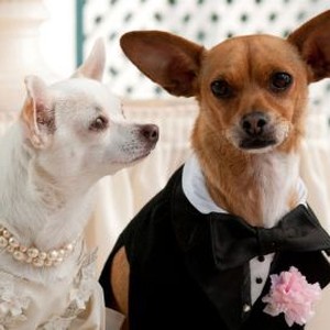 Beverly Hills Chihuahua 2 - Rotten Tomatoes