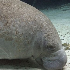Dolphins and Whales: Tribes of the Ocean (2008) photo 3