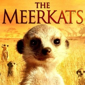 The Meerkats photo 1