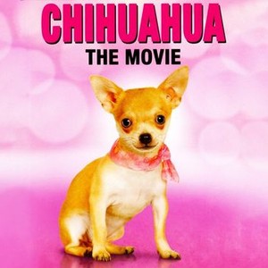 Chihuahua The Movie Pictures Rotten Tomatoes