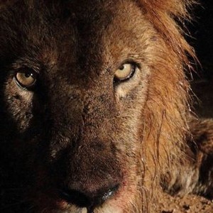 Lions Pictures - Rotten Tomatoes