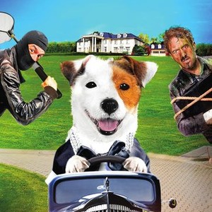 Millionaire Dog photo 2