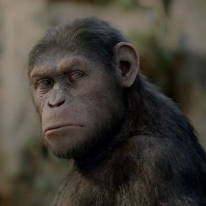 "Rise of the Planet of the Apes photo 7"