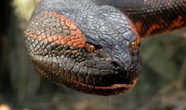 Anaconda: Official Clip - Swallowed Whole
