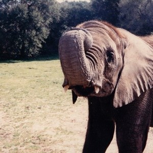 One Lucky Elephant photo 16