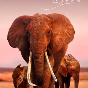 The Elephant Queen photo 12