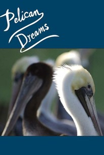 Poster for Pelican Dreams