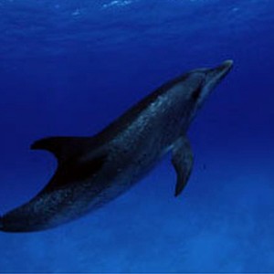 Scientists can estimate the age of Atlantic spotted dolphins by their spots. The more spots, the older the dolphin. This is likely a "middle-aged" dolphin (approximately 20 years old). photo 3