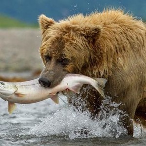 Bears photo 15