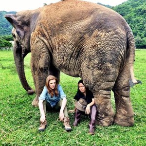 LOVE & BANANAS, (AKA LOVE & BANANAS: AN ELEPHANT LOVE STORY), FROM LEFT: ASHLEY BELL, LEK CHAILERT, 2018. © ABRAMORAMA