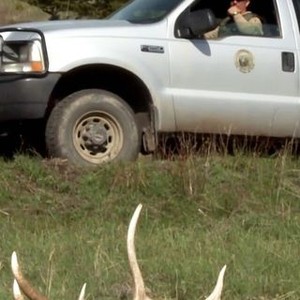 Yellowstone Wardens: Season 1, Episode 4 - Rotten Tomatoes