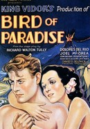Bird of Paradise poster image