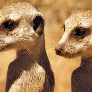 The Meerkats (2008) photo 9
