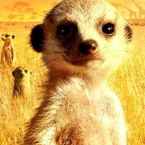 The Meerkats photo 14