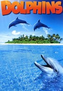 Dolphins poster image
