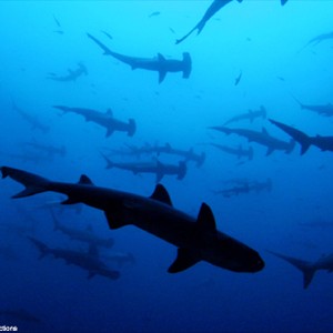 A scene from the film "Sharkwater."
