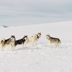 Eight Below Rotten Tomatoes