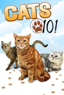 Cats 101 | Rotten Tomatoes