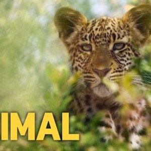 Animal: Season 1 Pictures - Rotten Tomatoes
