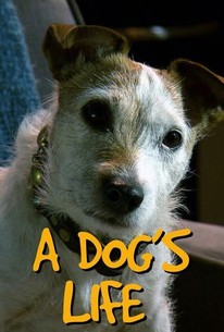 A dog's life online rotten tomatoes