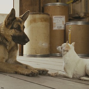 Delgado (voice of Andy Garcia) and Chloe (voice of Drew  Barrymore) in "Beverly Hills Chihuahua." photo 17