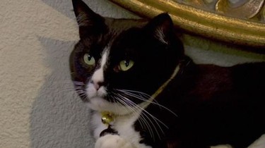 Cat from hell full episodes clearance