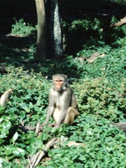 Why Dogs Smile & Chimpanzees Cry | Rotten Tomatoes