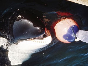 Fishing Reel History - ORCA