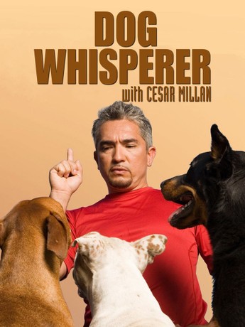 Dog Whisperer: Season 3 | Rotten Tomatoes