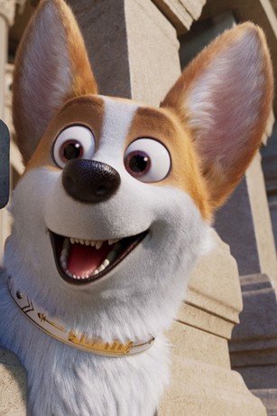 Royal corgi streaming shop