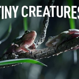 Tiny Creatures - Rotten Tomatoes