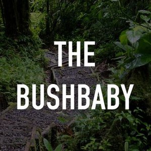 The Bushbaby photo 3