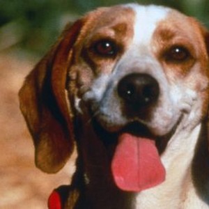 Rusty: The Great Rescue (1998) photo 4