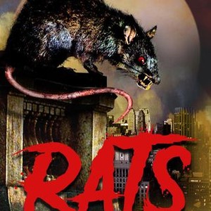 "Rats photo 7"