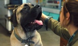 A Dog's Journey: Official Clip - Big Dog Loves You photo 6