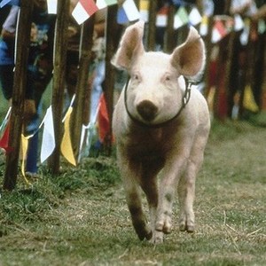 Rudy, the Racing Pig (1994) photo 2