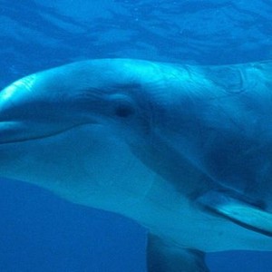 Dolphins: Is Our Love Too Deep?' (Trailer) - IF Magazine