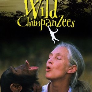 jane goodall chimpanzee language jane goodall chimpanzee language