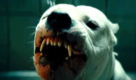 Dogman: TIFF Trailer photo 2